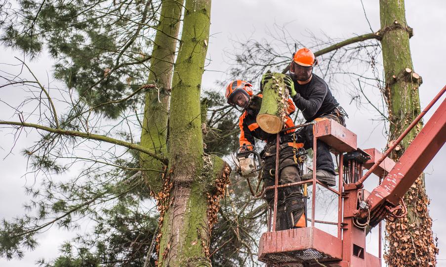 best seo-agency for  tree care contractor